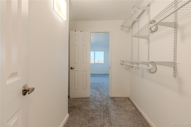 spacious closet featuring carpet