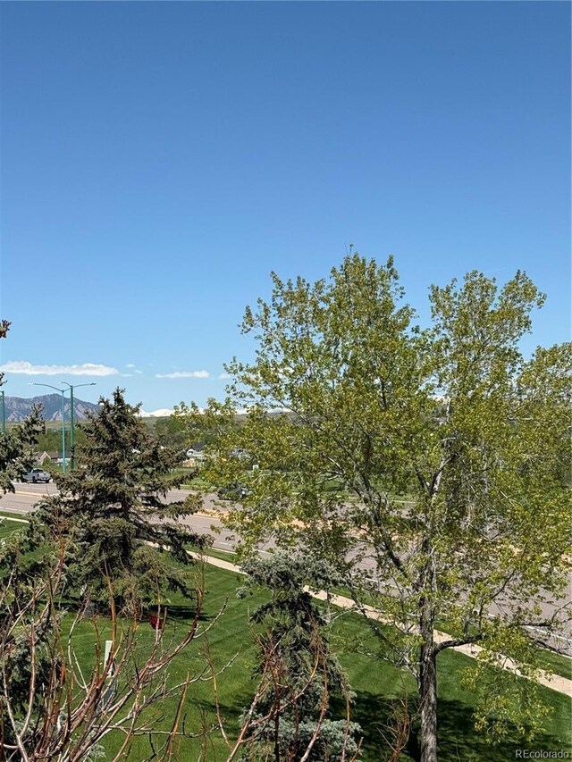 view of local wilderness