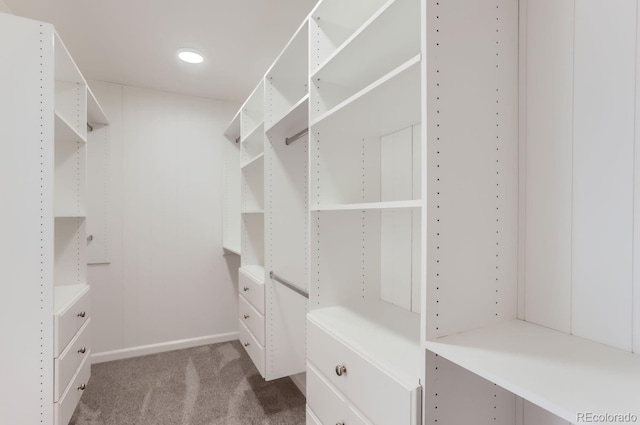 spacious closet featuring carpet flooring