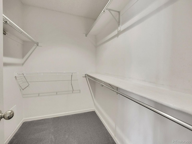 walk in closet featuring carpet floors