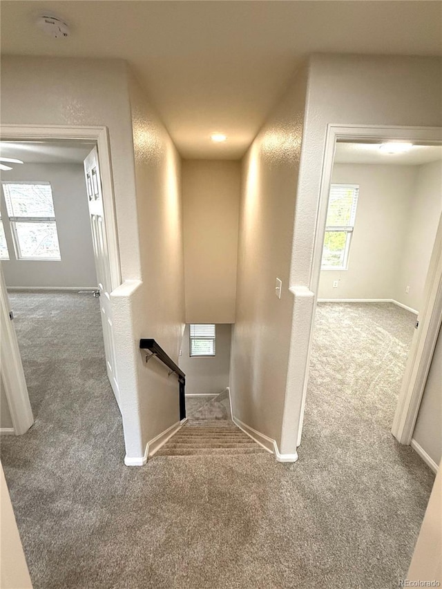 10676 Forester Pl, Longmont, CO 80504 - stairs with carpet floors and baseboards