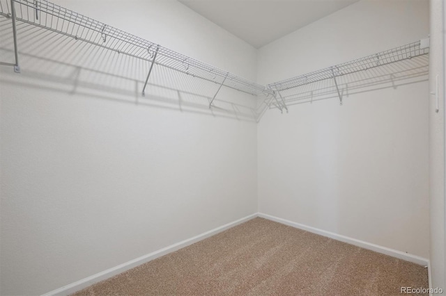 walk in closet with carpet