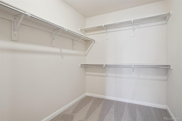 spacious closet featuring carpet flooring