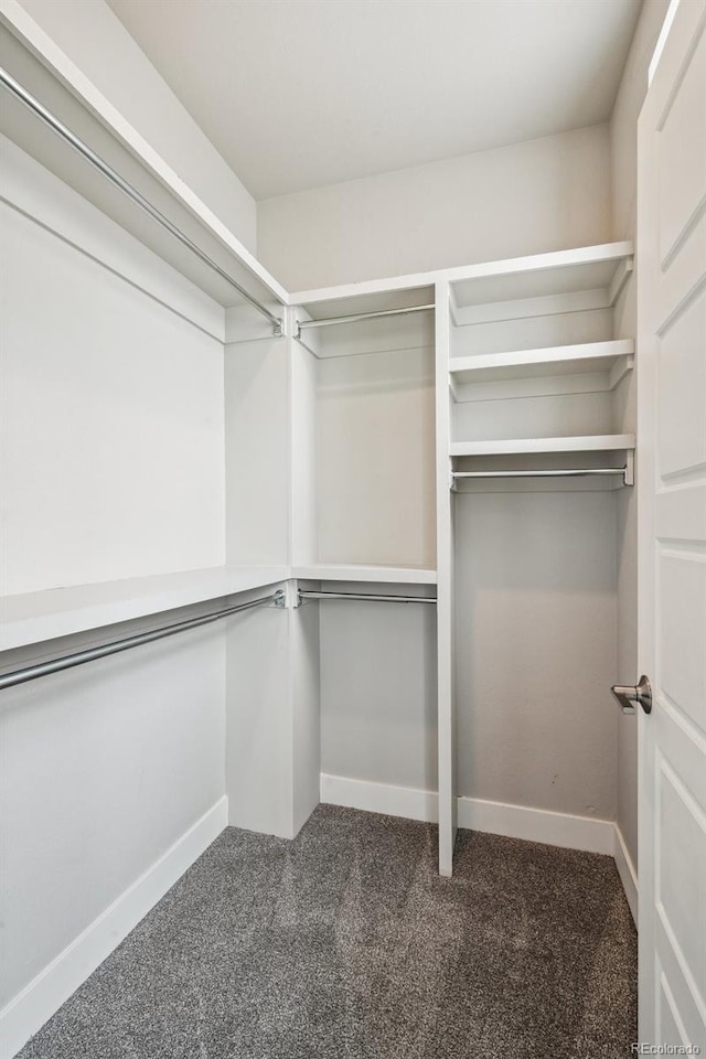 spacious closet featuring carpet flooring