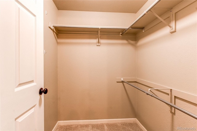 spacious closet featuring carpet floors