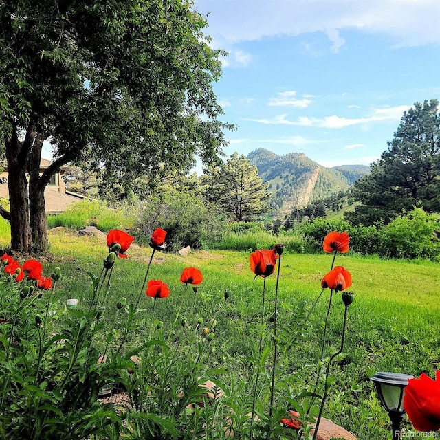 5384 Olde Stage Rd, Boulder, CO 80302 - view of yard with a mountain view