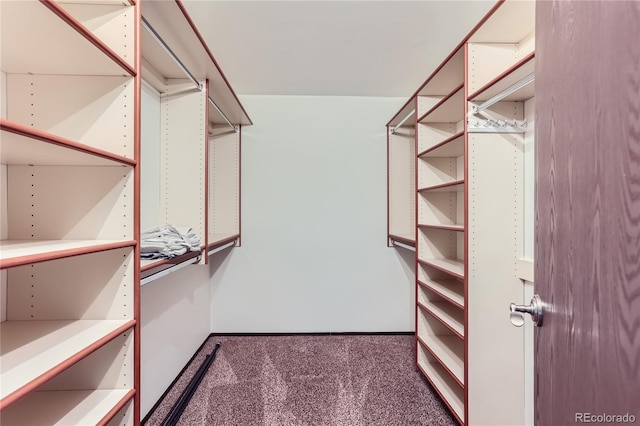 walk in closet featuring dark colored carpet