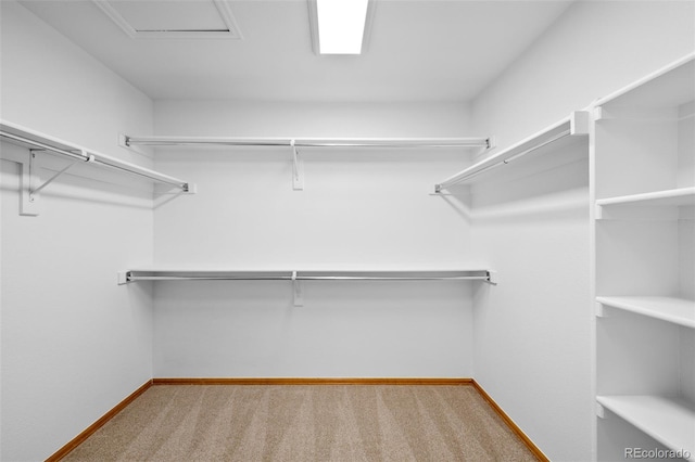 spacious closet featuring carpet