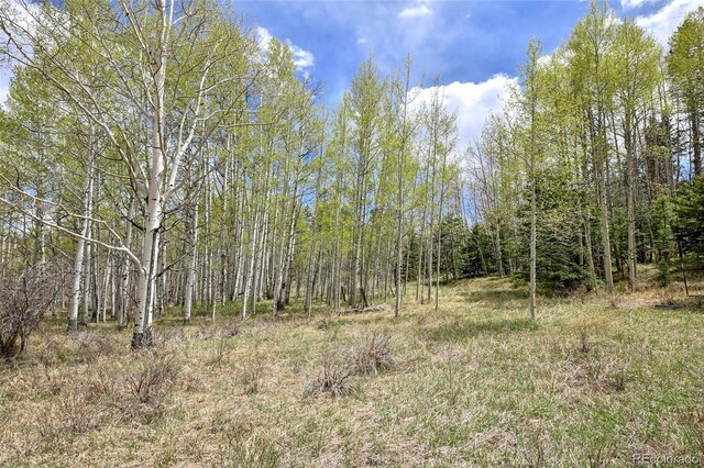 454 Eagle Rock Rd, Florissant, CO 80816 - photo 24