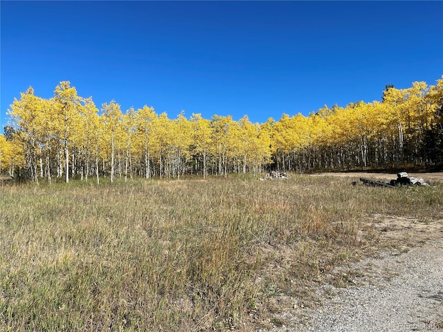 view of local wilderness