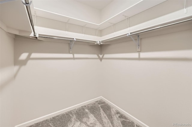 spacious closet featuring carpet