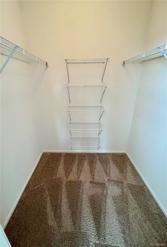 spacious closet featuring carpet