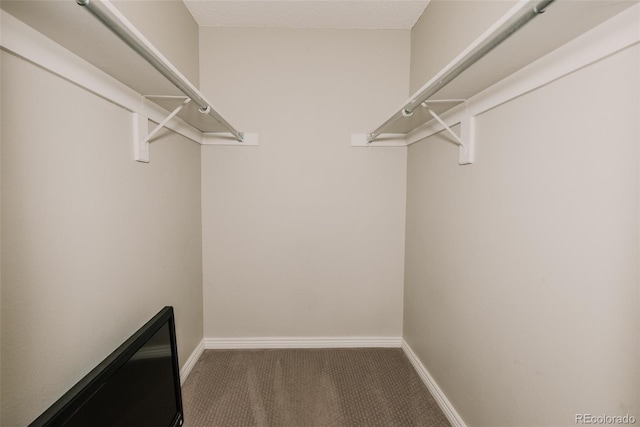 431 Wright St Unit 203, Lakewood, CO 80228 - walk in closet featuring carpet floors