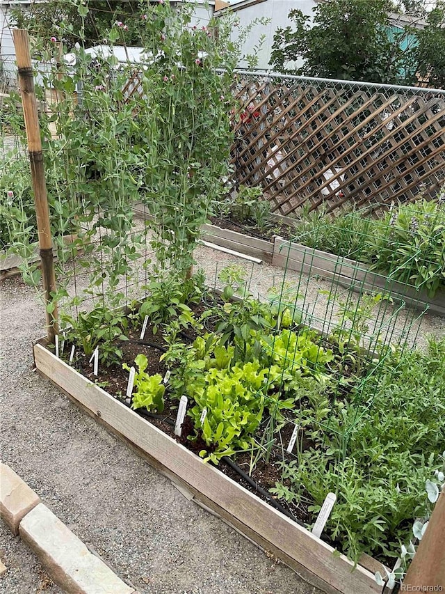 view of yard with a vegetable garden