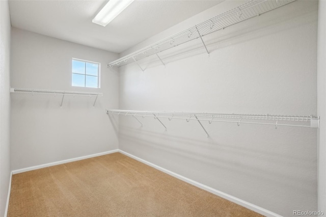 13075 Tamarac St, Thornton, CO 80602 - walk in closet with carpet floors