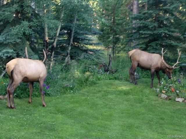 25257 Snyder Ave, Conifer, CO 80433 - view of horse barn