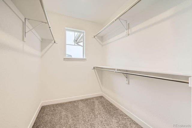 walk in closet with carpet floors