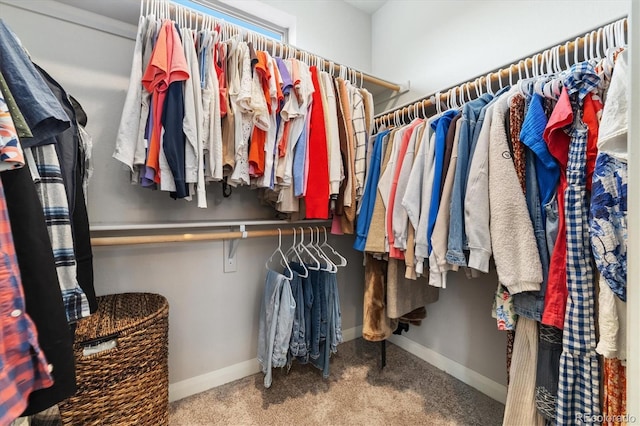 walk in closet with carpet flooring