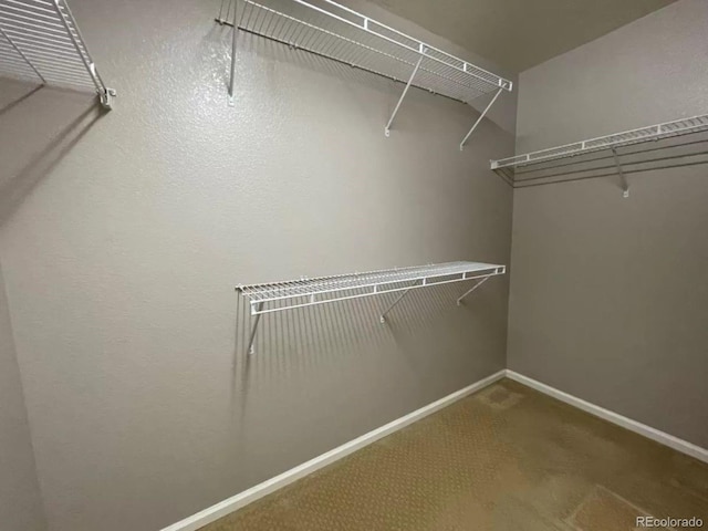 spacious closet featuring carpet floors