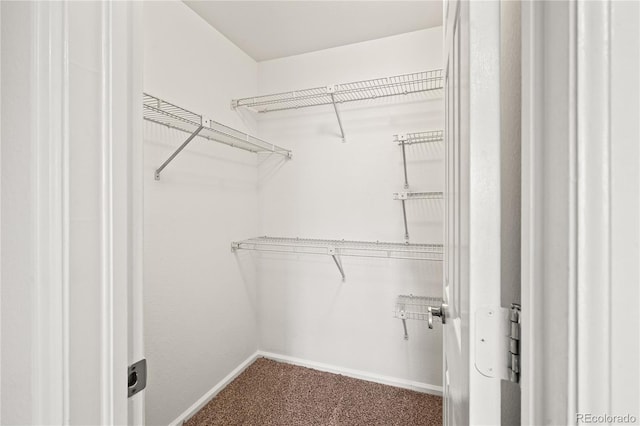 spacious closet featuring carpet