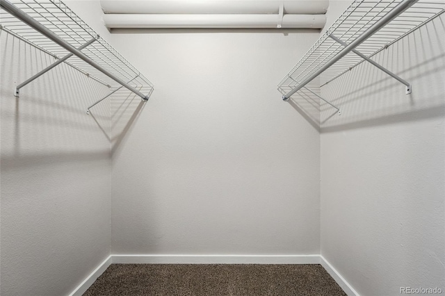 walk in closet with carpet