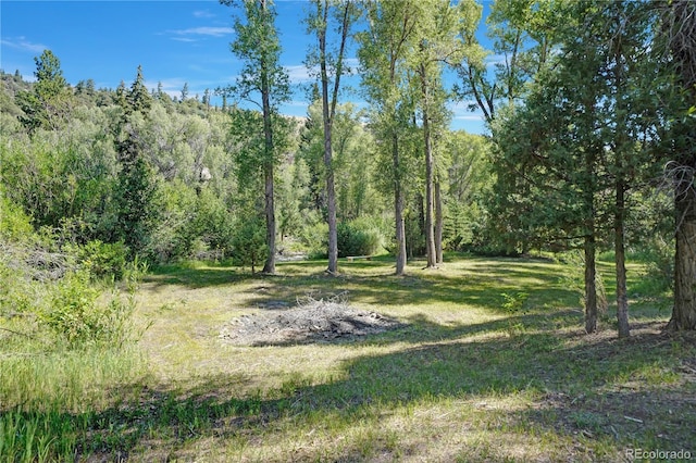 view of local wilderness