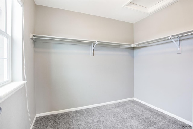 spacious closet featuring carpet flooring