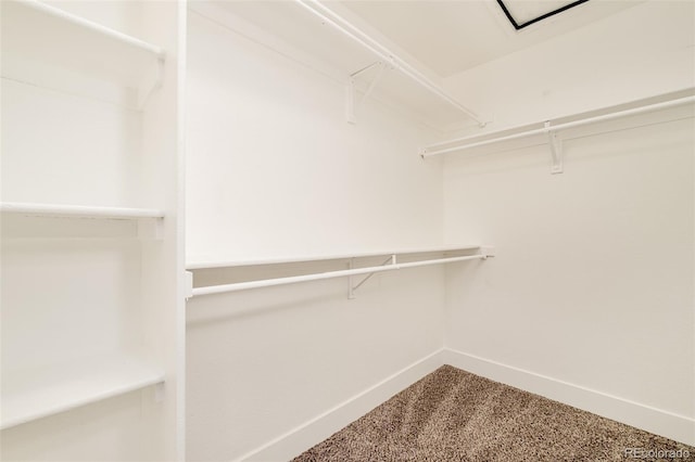 walk in closet featuring carpet flooring