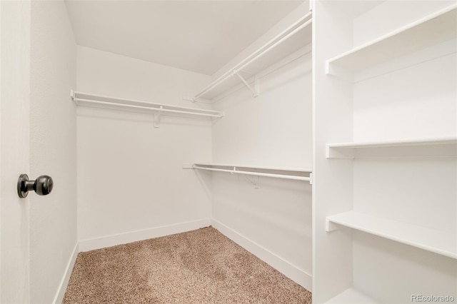 spacious closet featuring carpet