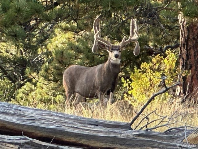 7275 Co-9, Guffey, CO 80820 - photo 6