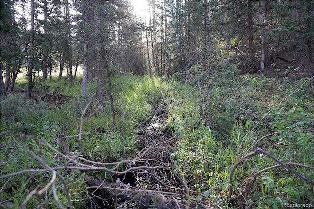 4195 Cedar Mountain Rd, Divide, CO 80814 - photo 21
