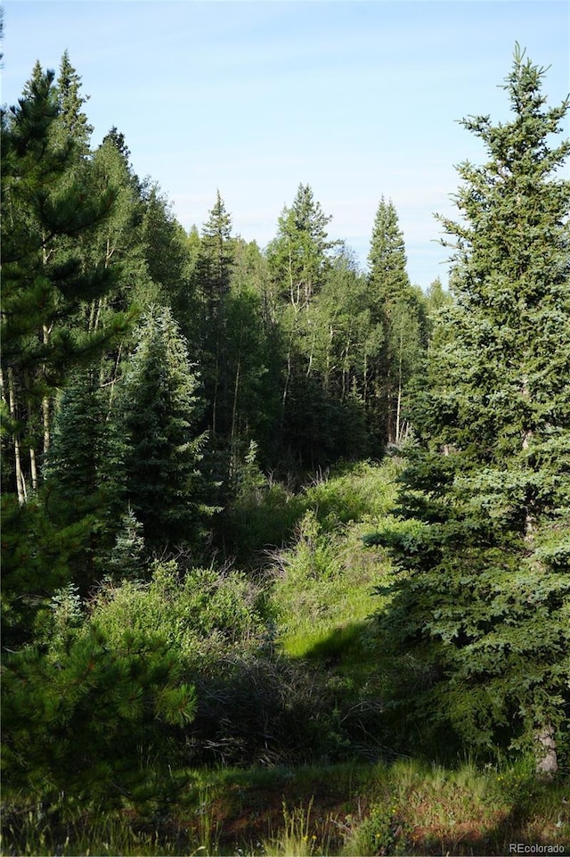 4195 Cedar Mountain Rd, Divide, CO 80814 - photo 34