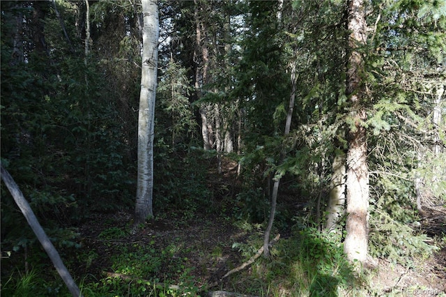 4195 Cedar Mountain Rd, Divide, CO 80814 - photo 42