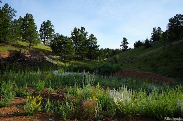 4195 Cedar Mountain Rd, Divide, CO 80814 - photo 19