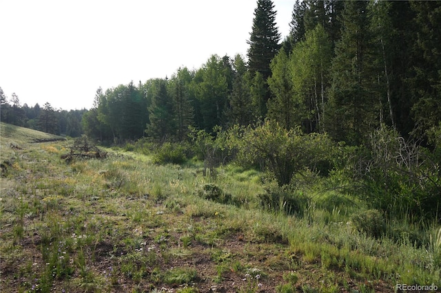 4195 Cedar Mountain Rd, Divide, CO 80814 - photo 24