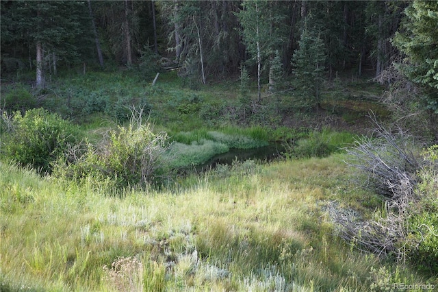 4195 Cedar Mountain Rd, Divide, CO 80814 - photo 29