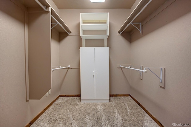 walk in closet with carpet flooring