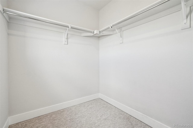 walk in closet with carpet floors