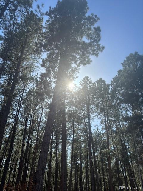 560 Princess Rd, Cripple Creek, CO 80813 - photo 4