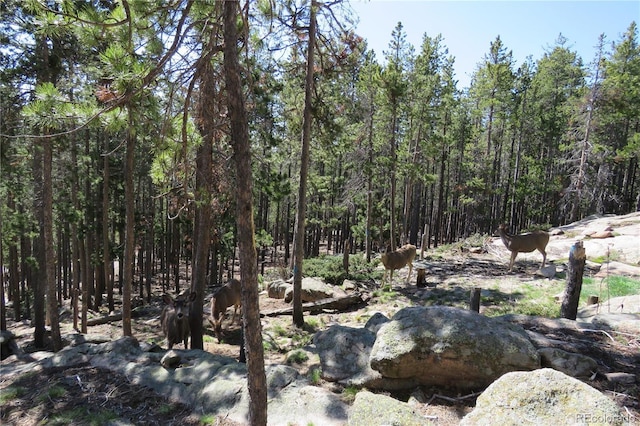 8691 S Warhawk Rd, Conifer, CO 80433 - view of tree filled area