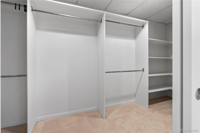 walk in closet featuring a paneled ceiling and light colored carpet