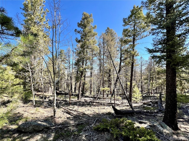 1439 Bellows Rd, Hartsel, CO 80449 - photo 9
