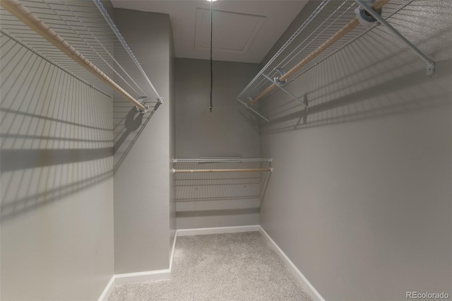 spacious closet featuring carpet floors