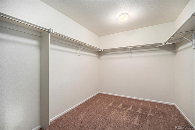 walk in closet featuring carpet floors