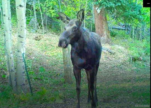 429 Rd P53, Bailey, CO 80421 - photo 6