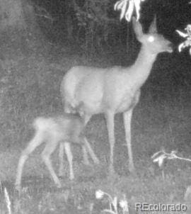 429 Rd P53, Bailey, CO 80421 - photo 7