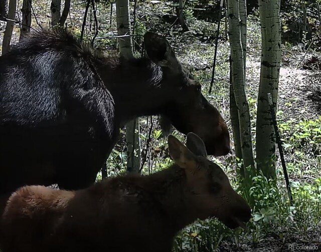 429 Rd P53, Bailey, CO 80421 - photo 8