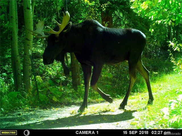 429 Rd P53, Bailey, CO 80421 - photo 10