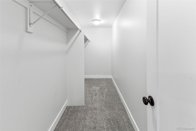 walk in closet featuring carpet flooring