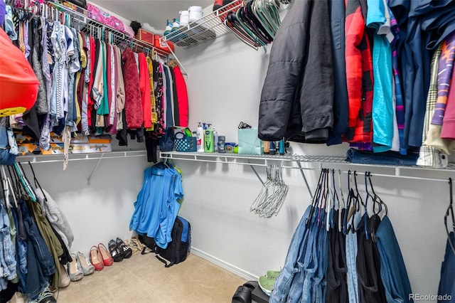 spacious closet featuring carpet